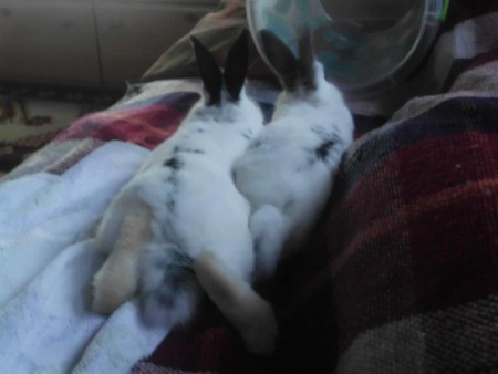 Hasen